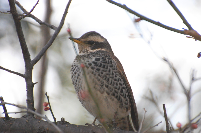 梅に「ツグミ」 2015.2.20 県立明石公園