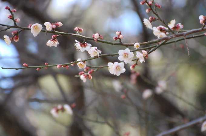 白梅 2015.2.20 県立明石公園