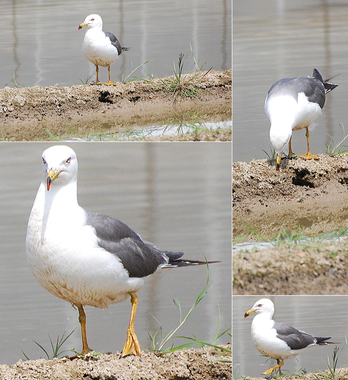 ウミネコ