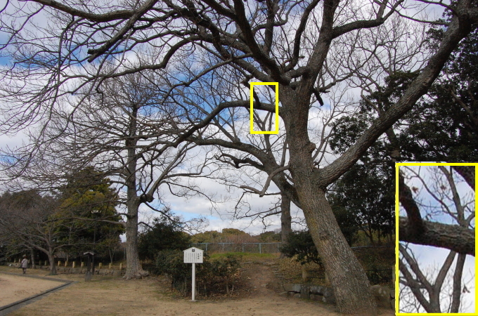 ほとんど落葉したクヌギ