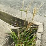 「まちくさ」という自然な環境